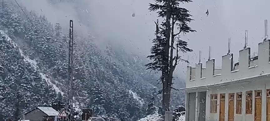 Snow-covered pines beside a building on a mountain road